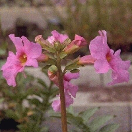 Incarvillea delavayi geen maat specificatie 0,55L/P9cm
