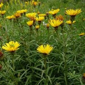 Inula ensifolia geen maat specificatie 0,55L/P9cm - afbeelding 2
