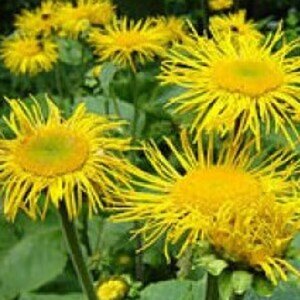 Inula helenium geen maat specificatie 0,55L/P9cm