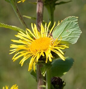 Inula helenium geen maat specificatie 0,55L/P9cm - afbeelding 2
