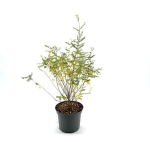 Indigofera heterantha 40-50 cm cont. 3,0L - afbeelding 4