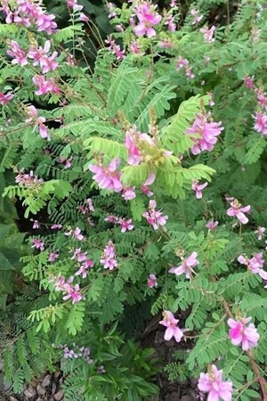 Indigofera heterantha 40-50 cm cont. 3,0L - afbeelding 3