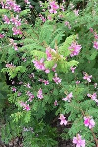 Indigofera heterantha 40-50 cm cont. 3,0L - afbeelding 3