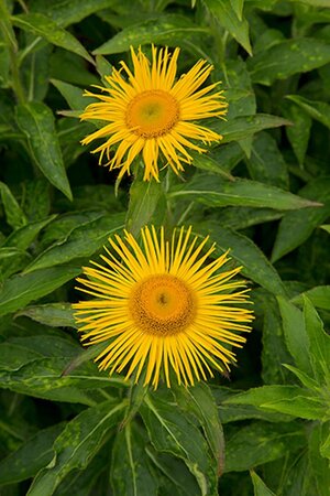 Inula orientalis geen maat specificatie 0,55L/P9cm