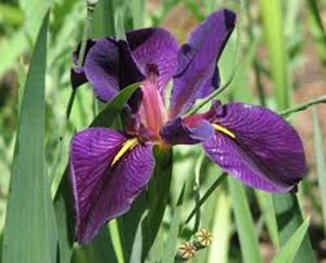 Iris (L) 'Black Gamecock' geen maat specificatie 0,55L/P9cm