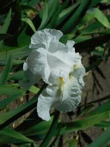 Iris (G) 'Immortality' geen maat specificatie 0,55L/P9cm