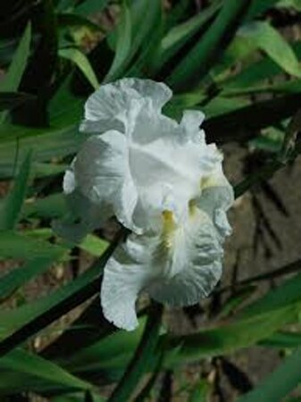 Iris (G) 'Immortality' geen maat specificatie 0,55L/P9cm