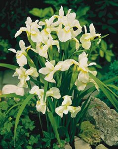 Iris sib. 'Snow Queen' geen maat specificatie 0,55L/P9cm - afbeelding 2