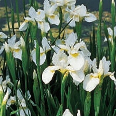 Iris sib. 'Snow Queen' geen maat specificatie 0,55L/P9cm - afbeelding 3
