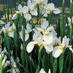 Iris sib. 'Snow Queen' geen maat specificatie 0,55L/P9cm - afbeelding 3