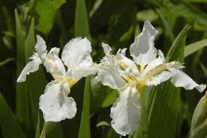 Iris sib. 'Snow Queen' geen maat specificatie 0,55L/P9cm - afbeelding 4