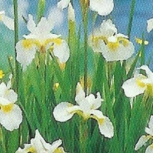 Iris sib. 'Snow Queen' geen maat specificatie 0,55L/P9cm - afbeelding 5