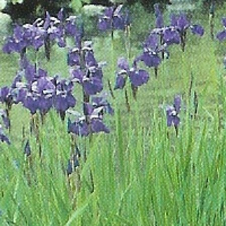 Iris sibirica geen maat specificatie 0,55L/P9cm - afbeelding 4