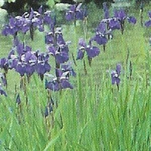 Iris sibirica geen maat specificatie 0,55L/P9cm - afbeelding 4