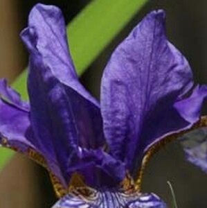Iris sibirica geen maat specificatie 0,55L/P9cm - afbeelding 4