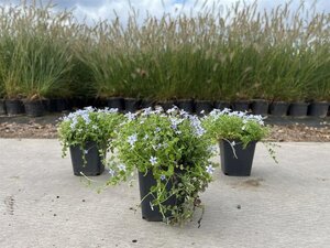 Isotoma fluviatilis geen maat specificatie 0,55L/P9cm