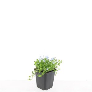 Isotoma fluviatilis geen maat specificatie 0,55L/P9cm - afbeelding 2