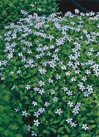 Isotoma fluviatilis geen maat specificatie 0,55L/P9cm - afbeelding 1