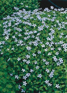 Isotoma fluviatilis geen maat specificatie 0,55L/P9cm - afbeelding 1