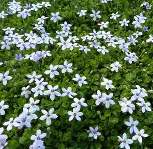 Isotoma fluviatilis geen maat specificatie 0,55L/P9cm - afbeelding 2