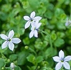 Isotoma fluviatilis geen maat specificatie 0,55L/P9cm - afbeelding 3