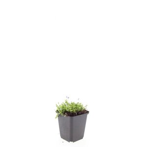 Isotoma fluviatilis geen maat specificatie 0,55L/P9cm - afbeelding 4