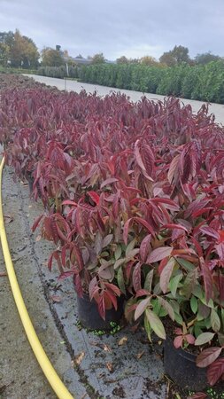 Itea virginica 'Henry's Garnet' 30-40 cm cont. 3,0L - afbeelding 7