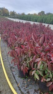 Itea virginica 'Henry's Garnet' 30-40 cm cont. 3,0L - afbeelding 7