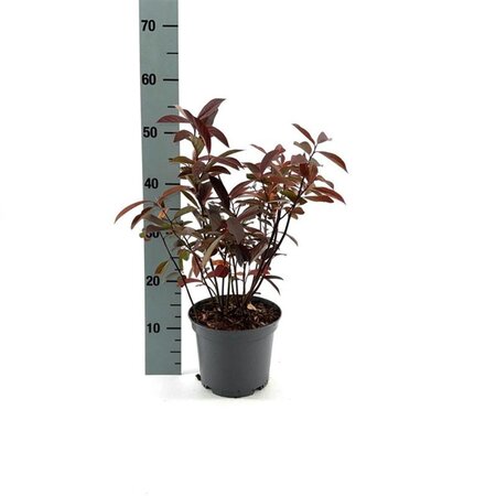 Itea virginica 'Henry's Garnet' 30-40 cm cont. 3,0L - afbeelding 6