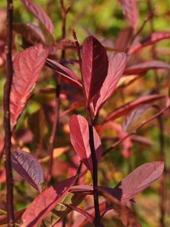Itea virginica 'Henry's Garnet' 30-40 cm cont. 3,0L - image 1