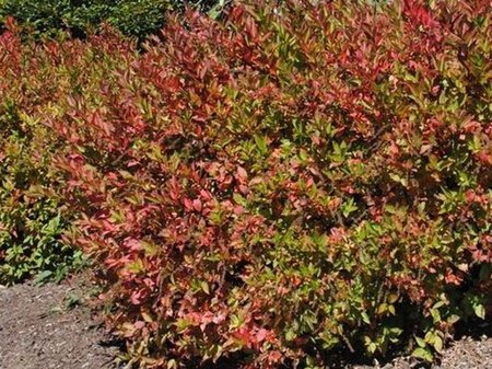 Itea virginica 'Henry's Garnet' 30-40 cm cont. 3,0L - image 2