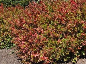 Itea virginica 'Henry's Garnet' 30-40 cm cont. 3,0L - image 2