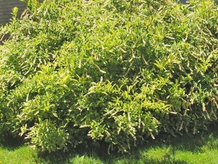 Itea virginica 'Henry's Garnet' 30-40 cm cont. 3,0L - image 3