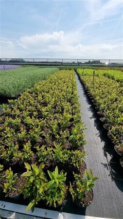 Itea virginica 'Henry's Garnet' 30-40 cm cont. 3,0L - image 5