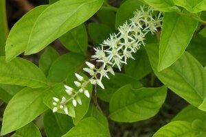 Itea virginica 'Henry's Garnet' 30-40 cm cont. 3,0L - image 4