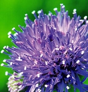 Jasione laevis 'Blaulicht' geen maat specificatie 0,55L/P9cm