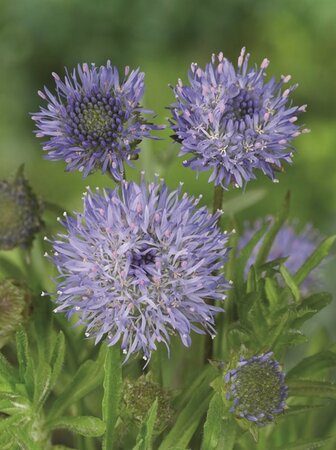 Jasione laevis 'Blaulicht' geen maat specificatie 0,55L/P9cm - afbeelding 2