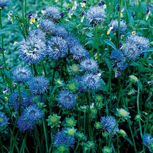 Jasione laevis 'Blaulicht' geen maat specificatie 0,55L/P9cm - afbeelding 3