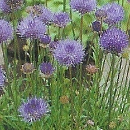 Jasione laevis 'Blaulicht' geen maat specificatie 0,55L/P9cm - afbeelding 4