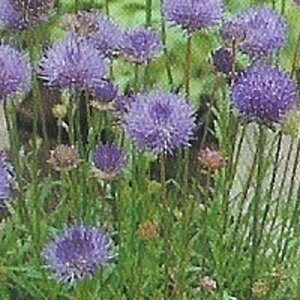Jasione laevis 'Blaulicht' geen maat specificatie 0,55L/P9cm - afbeelding 4