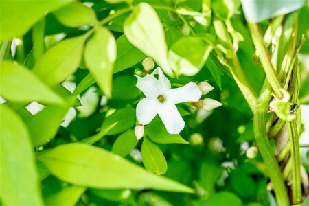 Jasminum officinale 70 cm vierkant 2L - afbeelding 1