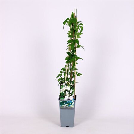 Jasminum officinale 70 cm vierkant 2L - afbeelding 2