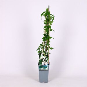 Jasminum officinale 70 cm vierkant 2L - afbeelding 2