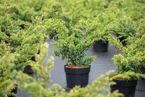 Juniperus chin. 'Blue Alps' 30-40 cm cont. 3,0L