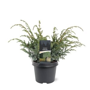 Juniperus chin. 'Blue Alps' 30-40 cm cont. 3,0L - afbeelding 4