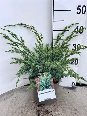 Juniperus chin. 'Blue Alps' 30-40 cm cont. 3,0L - afbeelding 5