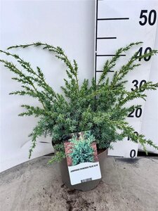 Juniperus chin. 'Blue Alps' 30-40 cm cont. 3,0L - afbeelding 5