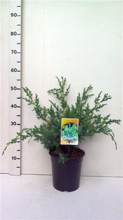 Juniperus chin. 'Blue Alps' 30-40 cm cont. 3,5L - afbeelding 4