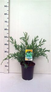 Juniperus chin. 'Blue Alps' 30-40 cm cont. 3,5L - afbeelding 4