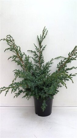 Juniperus chin. 'Blue Alps' 30-40 cm cont. 3,5L - afbeelding 5